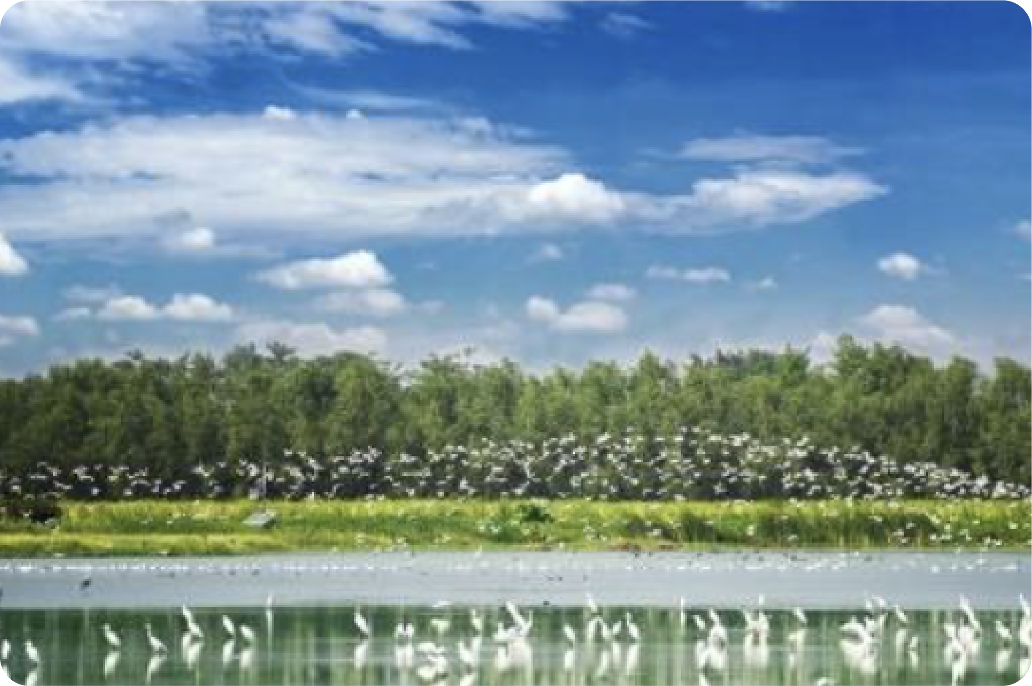 大灣區中央濕地公園圖片